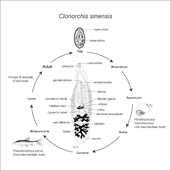 clonorchis